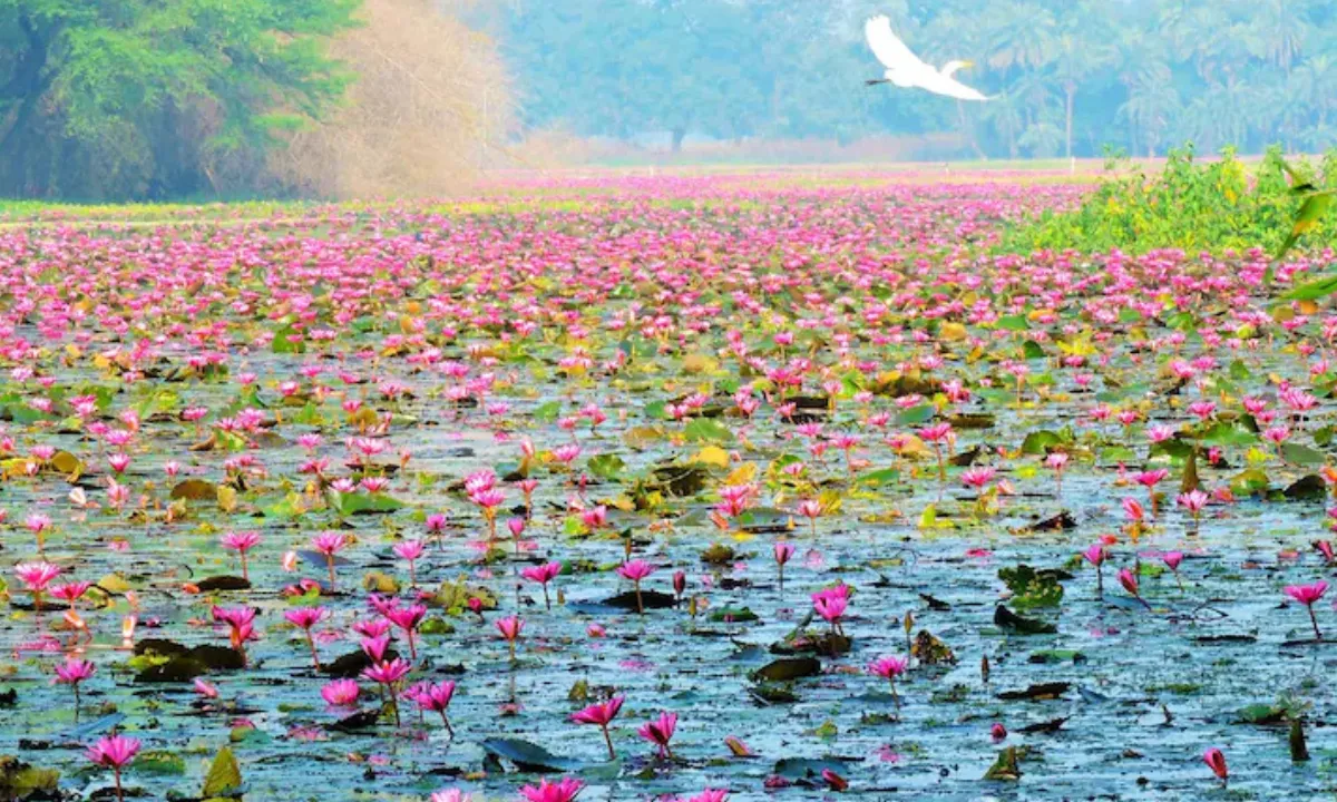 Gulawat Lotus Valley lake filled with lotus flowers near Indore