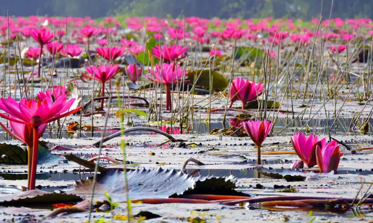 Gulawat Lotus Valley lake filled with lotus flowers near Indore